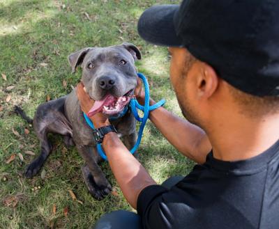 Happy pit-bull-type dog with person touching him
