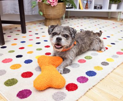 Small dog playing with a dog toy on a soft rug in a home