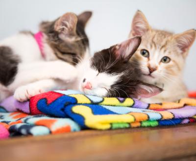 Trio of kittens with the middle one sleeping, all on a brightly colored fabric mat