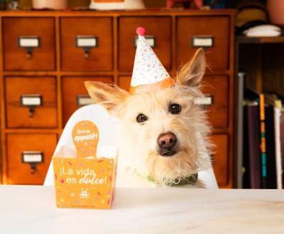 Dog wearing a birthday hat in front of a pet adoption celebration cake