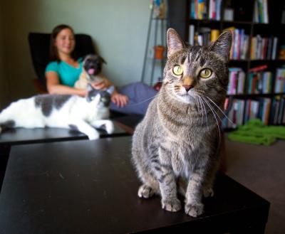 Person sitting in a chair by a bookcase with two cats and a small dog