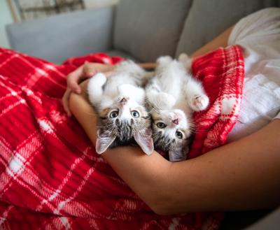 Two kittens relaxed on a fuzzy blanket on a person