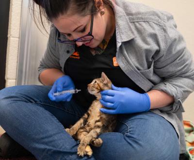 Person administering meds through a syringe to a kitten who is on her lap