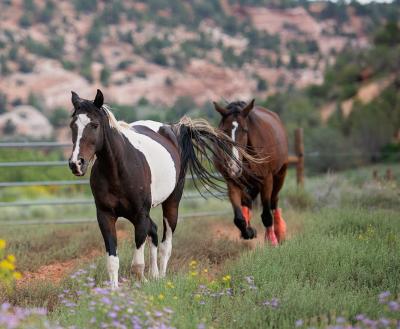 Two brown horses walking in canyon pasture