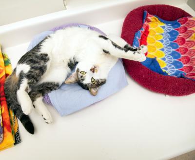Brown tabby and white cat lying on his back between two colorful cat beds