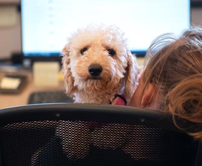 Person working on a computer with a small white dog looking up over her shoulder, over the top of her chair