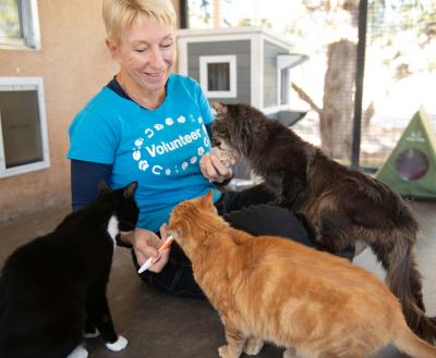 Volunteer Kim feeding Grog and some other cats some baby food on a tiny spoon