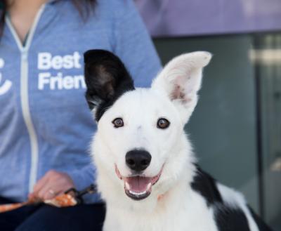 Black and white medium size dog sitting next to person with blue Best Friends hoodie