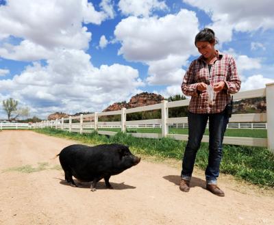 Person walking with a pig on a sandy road next to a green pasture