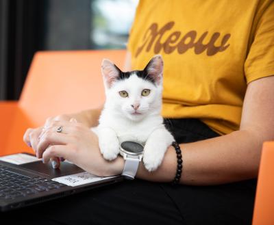 person holding cat on lap while typing on laptop
