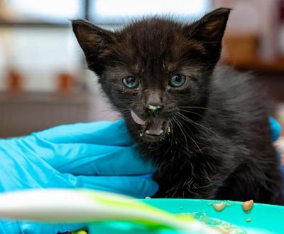Black kitten with gruel on his mouth with the bowl of food in front of him
