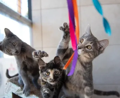 Three kittens playing with a ribbon