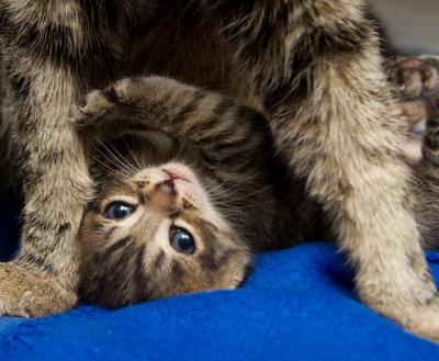 Upside-down tabby kitten under a cat