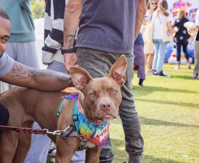 Smiling person next to a brown dog with upright ears wearing a tie-dyed bandanna