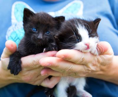 Two tiny kittens being held in a person's hands