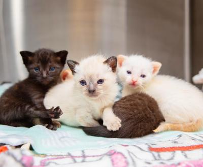 Four tiny kittens on a fuzzy blanket