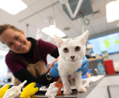 Person examining a cat in a veterinary setting