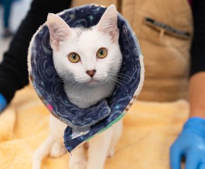 White cat wearing a protective fabric cone with a person wearing blue rubber gloves behind him