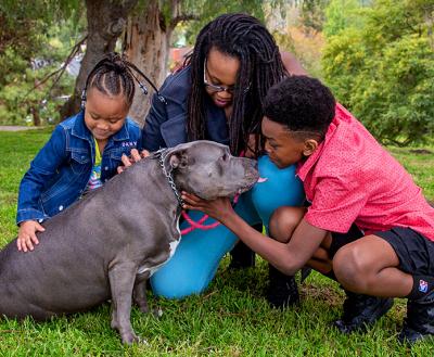 Family of mom with two kids petting a gray pit bull terrier dog