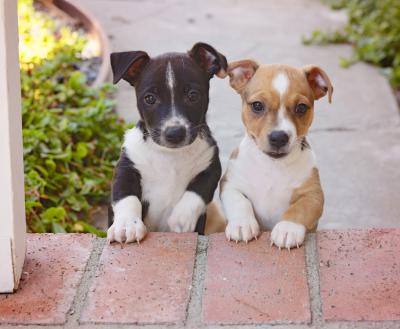 Two tiny puppies on brick steps outside