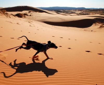 Happy leashed dog running in sand dunes