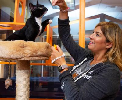 Person giving a treat to a cat in a cat tower
