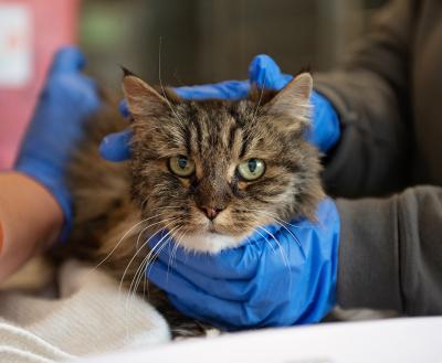 brown tabby cat getting veterinary treatment on exam table