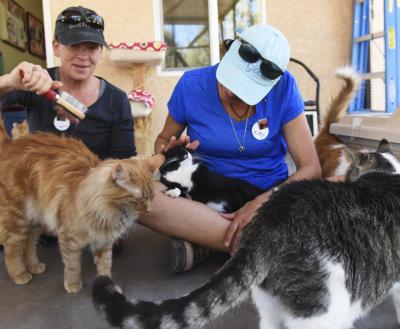 Two volunteers sitting on the floor enjoying time with the cats of Cat World