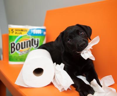 Puppy on a bench next to Bounty Paper Towels