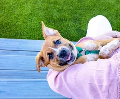Looking down at person cradling a puppy in her arms
