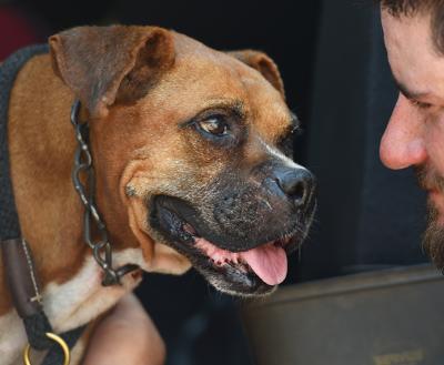 Happy boxer type dog looking lovingly at a person whose hand is touching the dog's body