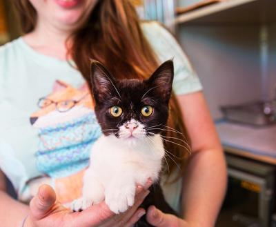 Person holding a black and white kitten