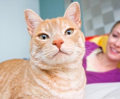 Cream colored tabby cat with a smiling person lying down behind him on some colorful pillows