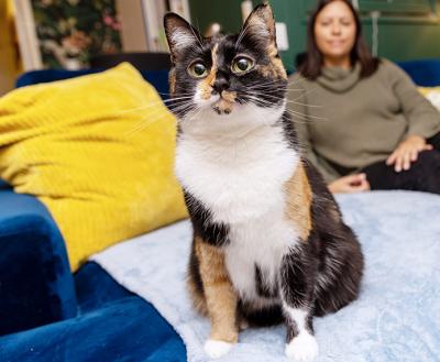 Calico cat in the foreground with a person lying on the same piece of furniture behind her