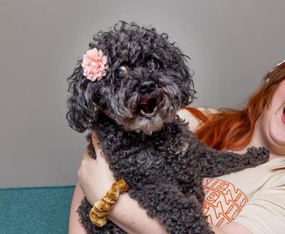 Laughing person hugging a black curly-haired dog with a flower by her ear
