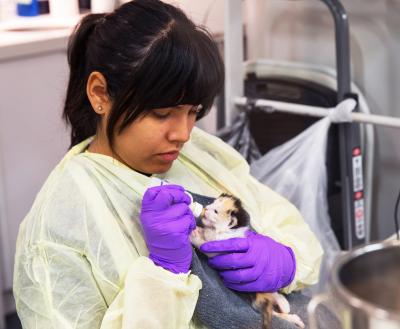 Person bottle feeding a tiny kitten in SoHo pet adoption center