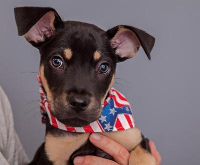Puppy wearing a red, white and blue bandanna being held by a person