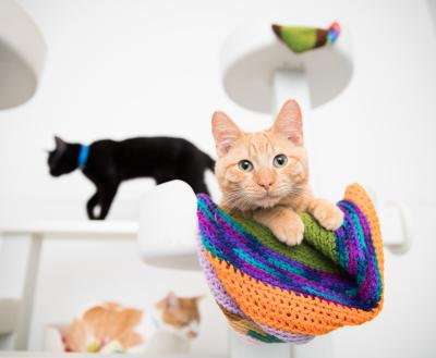 Orange tabby cat lying in a knitted bed with black cat behind him