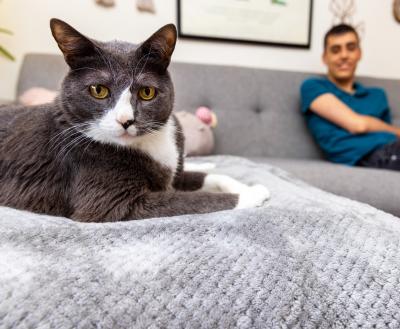 Cat on a couch in a home sitting with a smiling person