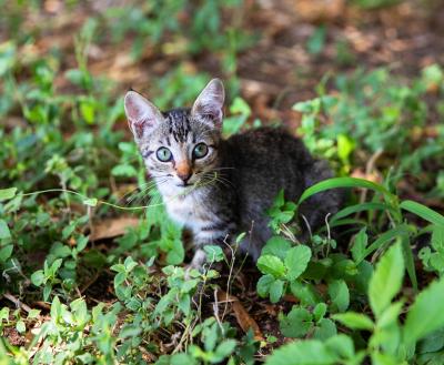 Kitten in grass outside