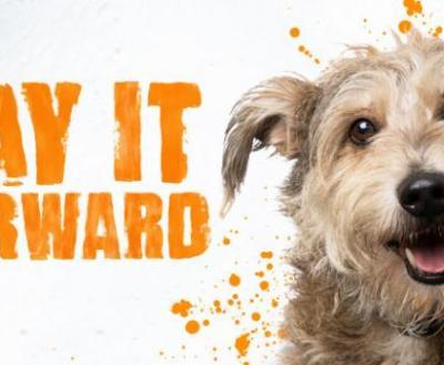 Scruffy terrier dog with the words Pay It Forward and some paint splats
