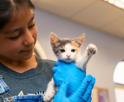 Child holding a calico kitten with blue rubber gloved hands