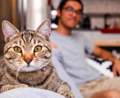 Brown tabby cat lying on back of a couch with a smiling person behind him