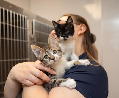 Person holding two tiny kittens in their arms at an animal shelter