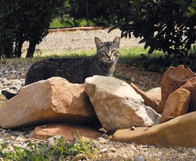 Cat with a tipped ear standing outside behind some rocks
