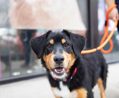 Happy black, tan and white dog out on a leashed walk with a person in the background