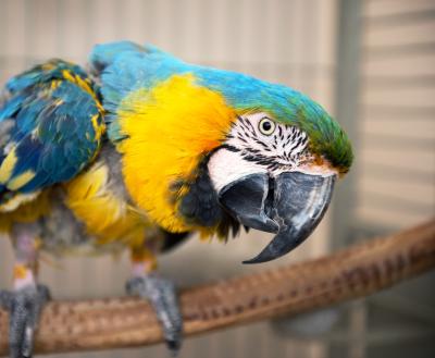 Parrot at Best Friends Animal Sanctuary tilting its head while standing on a perch