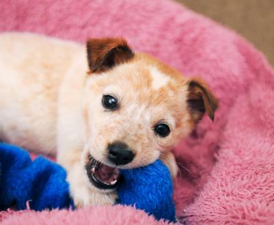 Puppy chewing on a blue toy in a pink bed