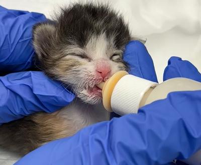Kitten being bottle-fed