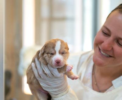 Smiling person wearing protective gloves and a gown holding a young puppy